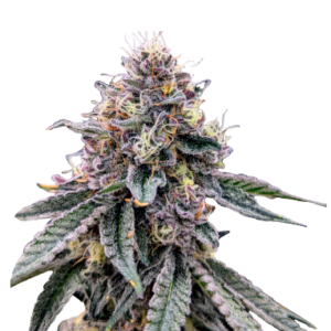 Cherry Paloma